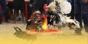 Khám Phá Tâm Lý Cược Khi Chơi Đá Gà BONGVIP Và Kiểm Soát 