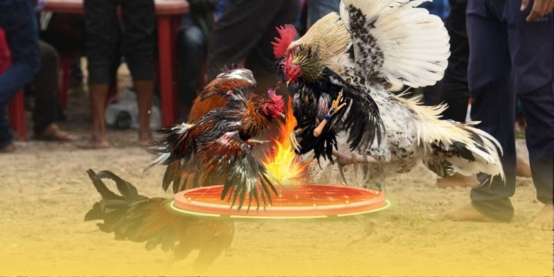 Khám Phá Tâm Lý Cược Khi Chơi Đá Gà BONGVIP Và Kiểm Soát 